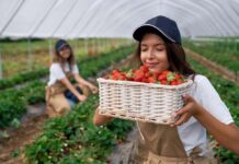 Fresas y pesticidas: lo que los consumidores deben saber sobre su limpieza y seguridad