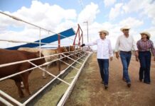Exportaciones de ganado mexicano a EE.UU. se reanudan por la frontera Sonora-Arizona
