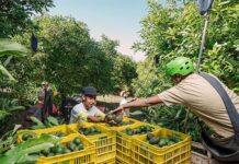 Toda la verdad: Por qué comer un aguacate entero al día es clave para una dieta más saludable